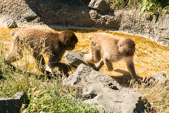Snow Monkey