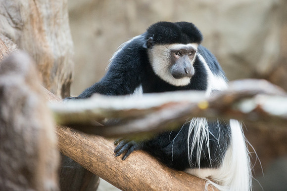 Black and White Colobus Monkey