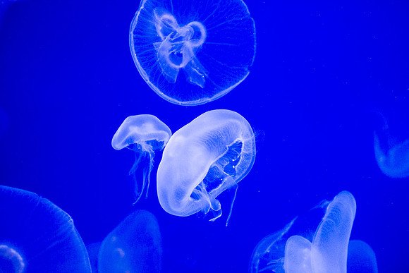 Jellyfish