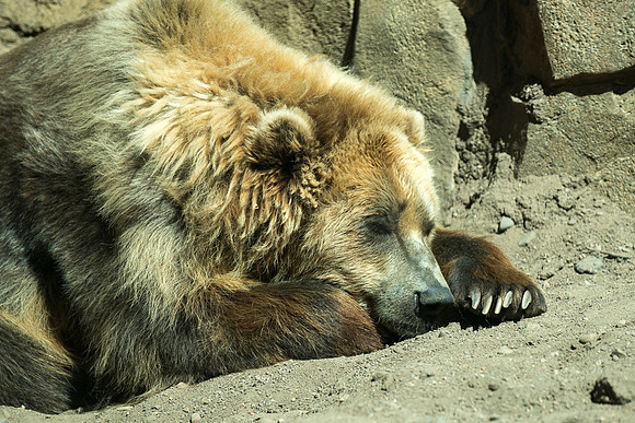 Brown Bear