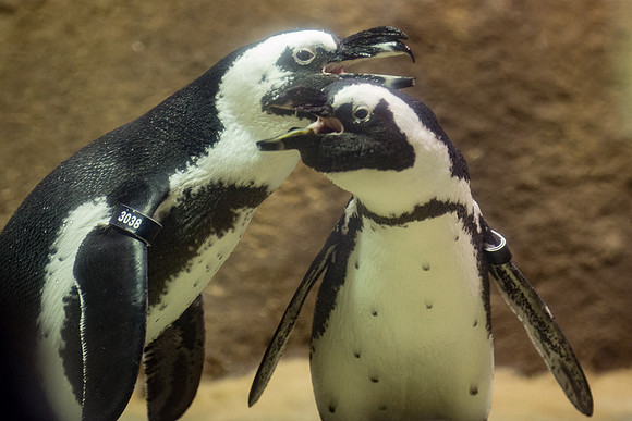 African Penguin