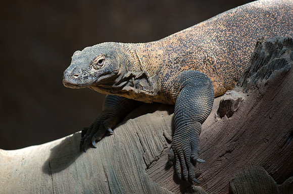 Komodo Dragon