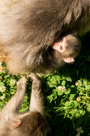 Snow Monkey