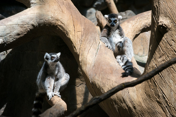 Ring-tailed Lemur