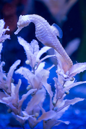 Seahorse