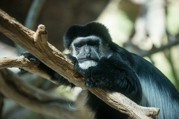 Black and White Colobus Monkey