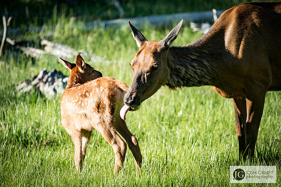 Deer - Yellowstone National Park