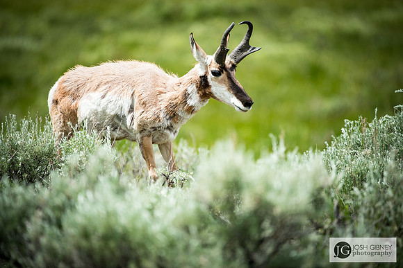 Pronghorn Antelope - Yellowstone National Park