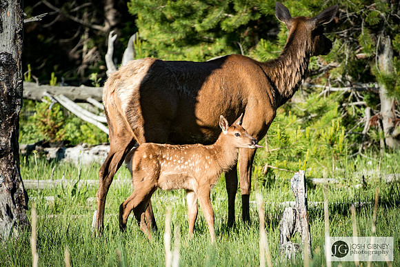 Deer - Yellowstone National Park