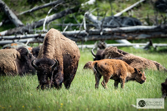 Bison - Yellowstone National Park