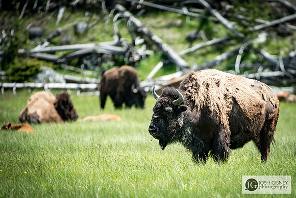 Bison - Yellowstone National Park