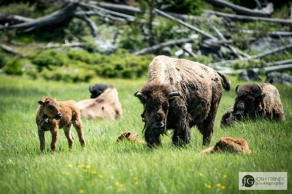 Bison - Yellowstone National Park