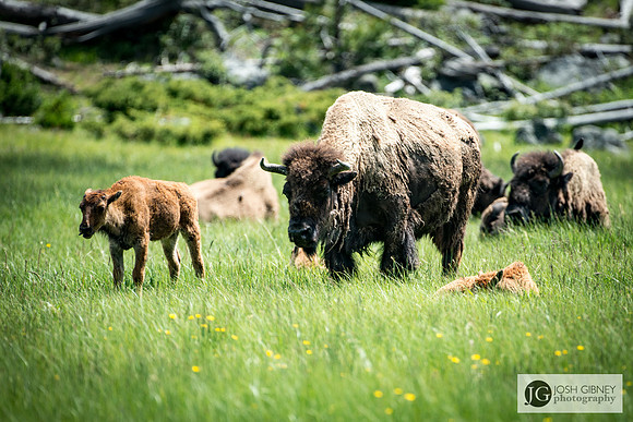 Bison - Yellowstone National Park