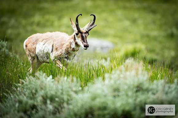 Pronghorn Antelope - Yellowstone National Park
