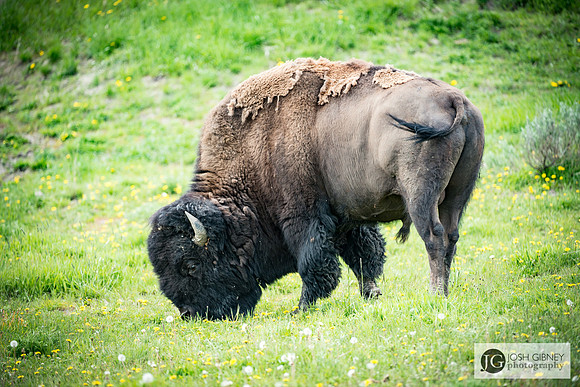 Bison - Yellowstone National Park