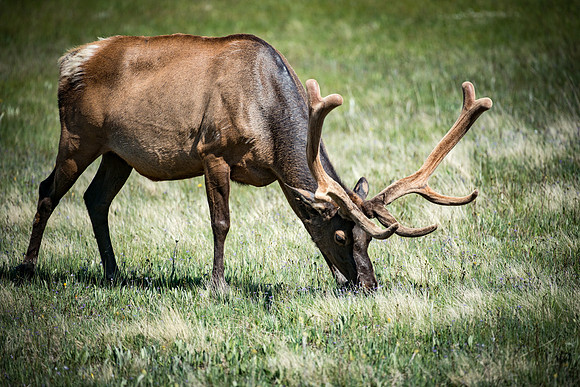 Elk - Yellowstone National Park