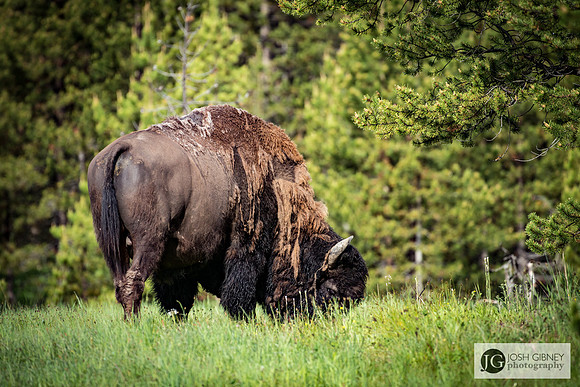 Bison - Yellowstone National Park