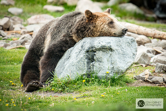 Grizzly Nap