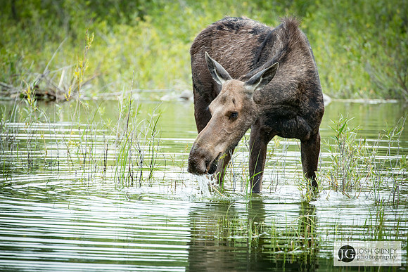 Moose Feeding - Grand Teton National Park