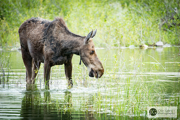 Moose Feeding - Grand Teton National Park
