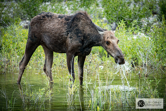 Moose Feeding - Grand Teton National Park