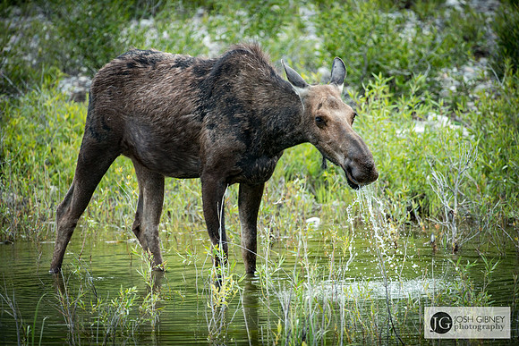 Moose Feeding - Grand Teton National Park