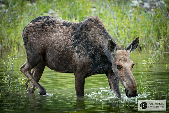 Moose Feeding - Grand Teton National Park