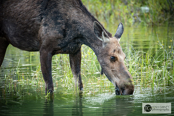 Moose Feeding - Grand Teton National Park