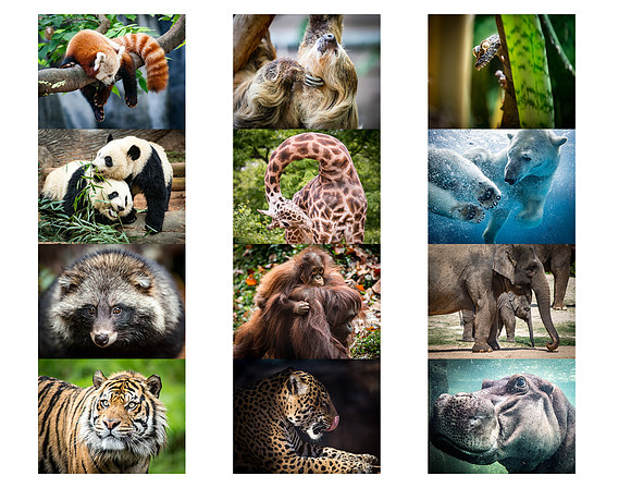 Animals Screenshot